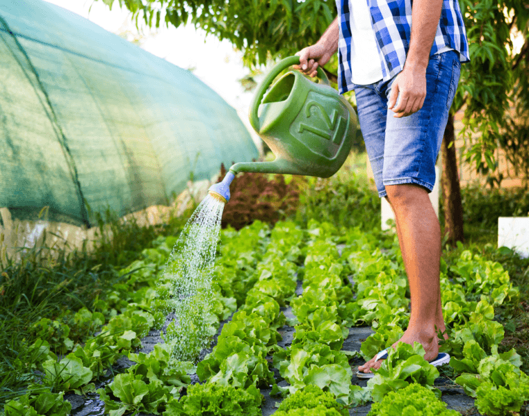 El Riego Inteligente en tu Huerto: Sistemas, Trucos y Consejos