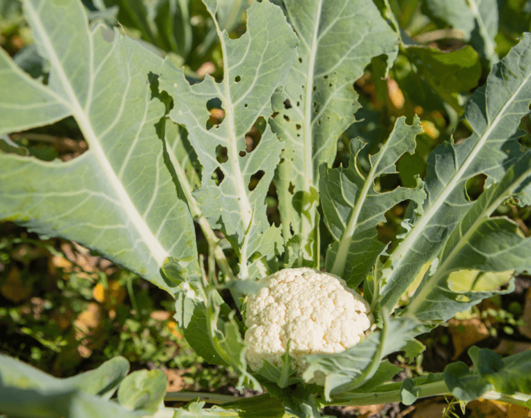 Control de Plagas en el Huerto de Forma Natural: Soluciones Ecológicas