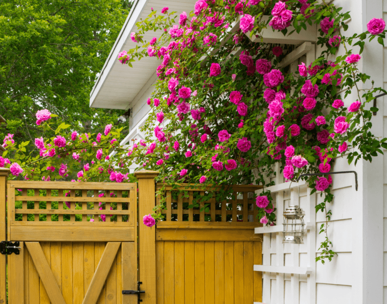Las 10 Plantas Trepadoras Más Impresionantes para Decorar Muros y Vallas